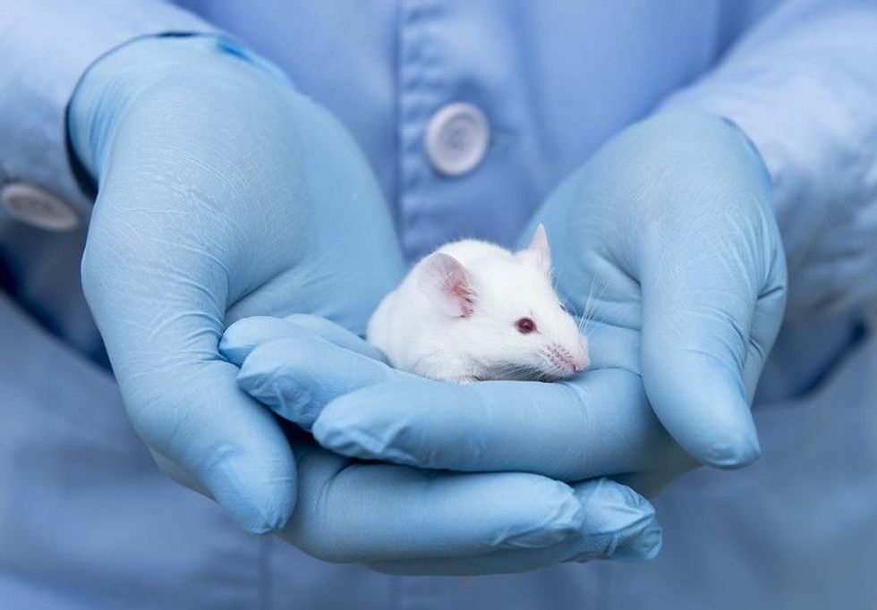 World Day For Laboratory Animals includes demonstrations to prevent experiments on animal species.