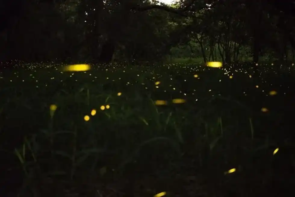 World Firefly Day 2021 was celebrated virtually.