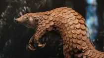 World Pangolin Day is dedicated to creating awareness on the need to protect the trafficked animal
