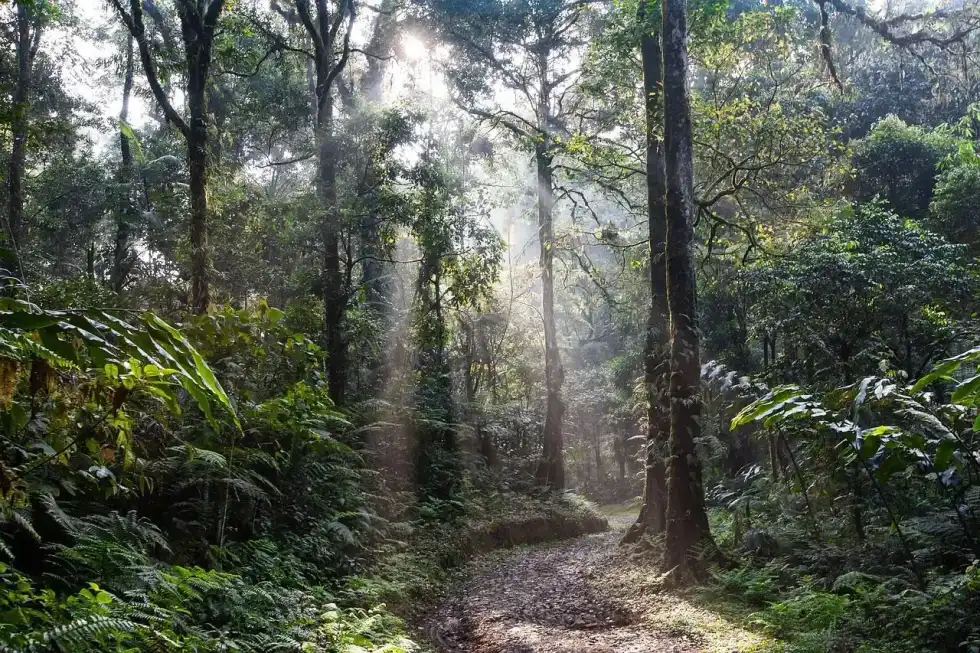 World Rainforest Day is celebrated to create awareness on the problem of climate change.