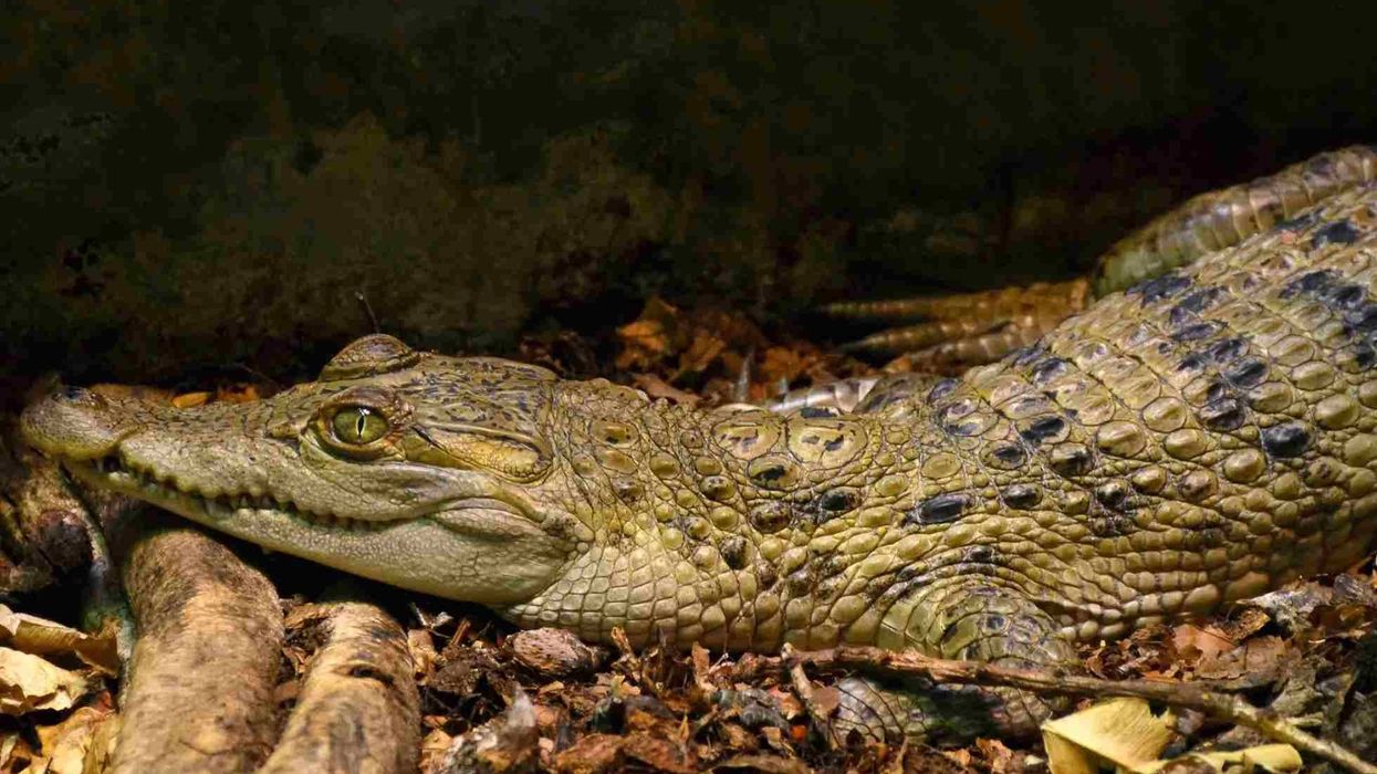 World's most endangered crocodile species, Philippine crocodile facts.