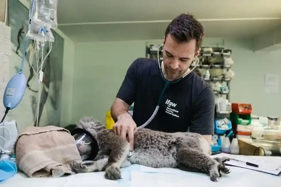 World Veterinary Day is celebrated in April.