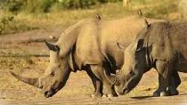 World Wildlife Conservation Day is for taking action against illegal arms in forest areas.