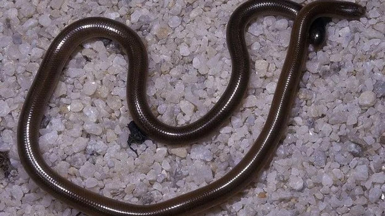 Worm snake facts are about snakes that are native to the United States.