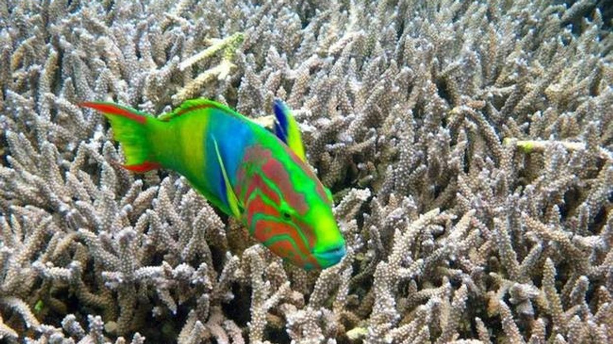 Wrasses are distinguished by their thick-lipped mouths.