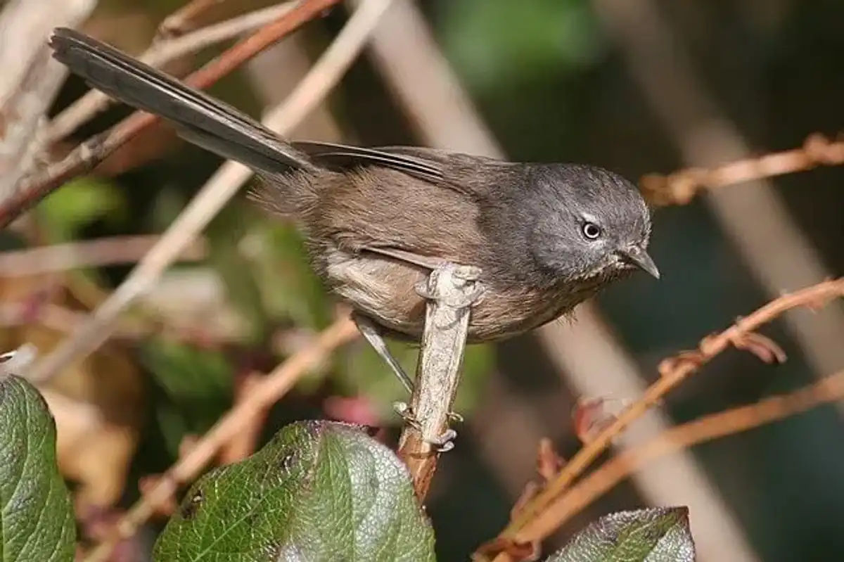 Wrentit facts are this bird species whose song is a classic sound of coastal scrub and chaparral, found along the West coast.
