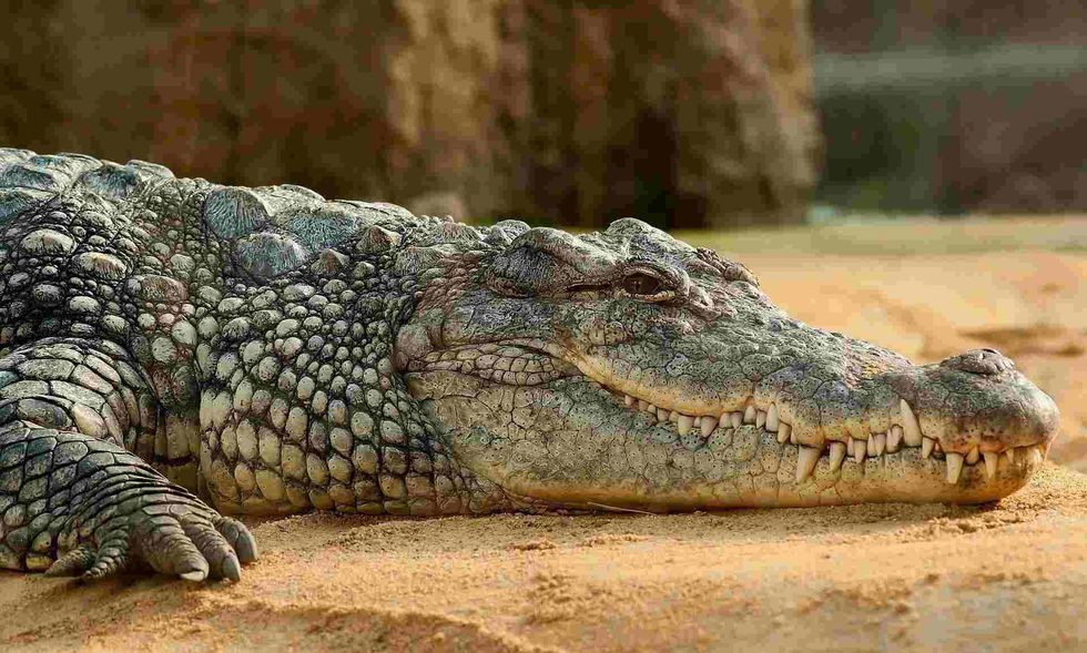 xplore the speed capabilities of crocodiles and their chances against human opponents.
