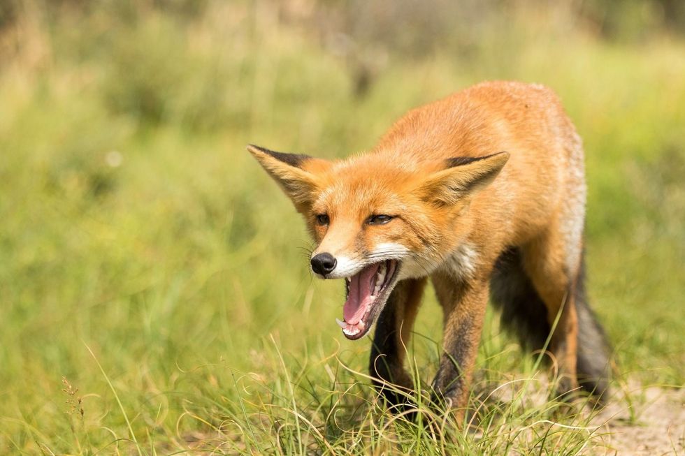 Yelling Red Fox Standing and screaming in A National Park