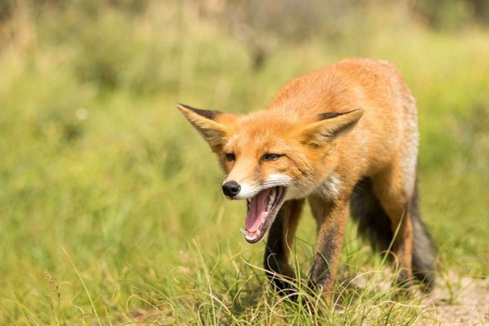 Yelling Red Fox Standing on the Grass