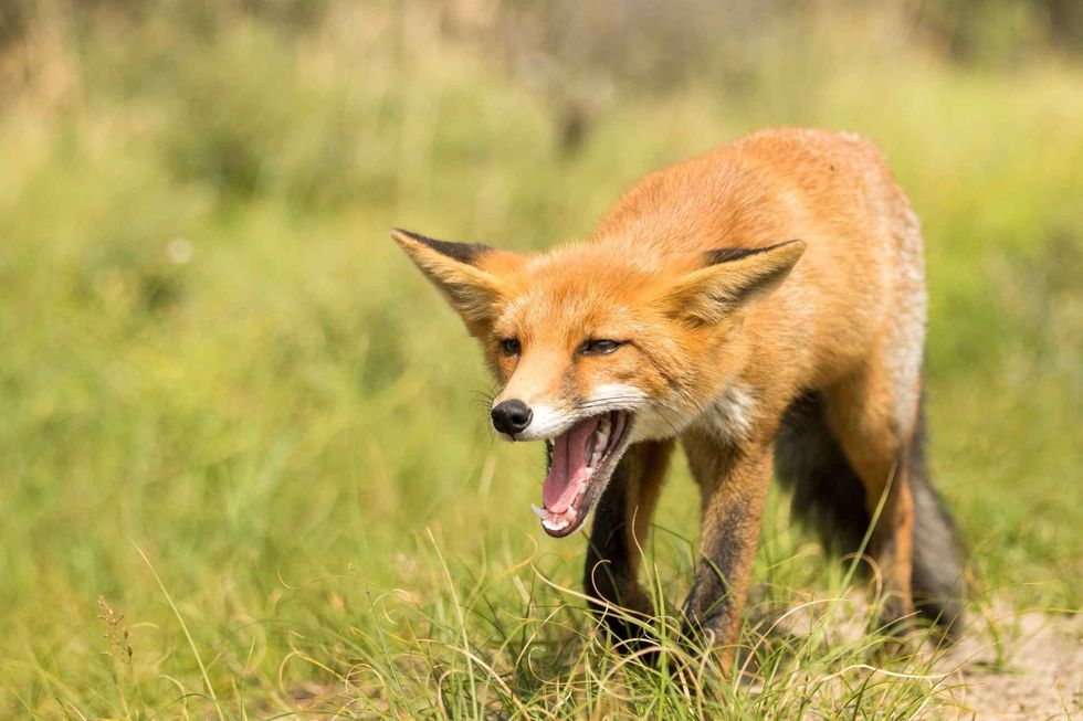 Yelling Red Fox Standing on the Grass
