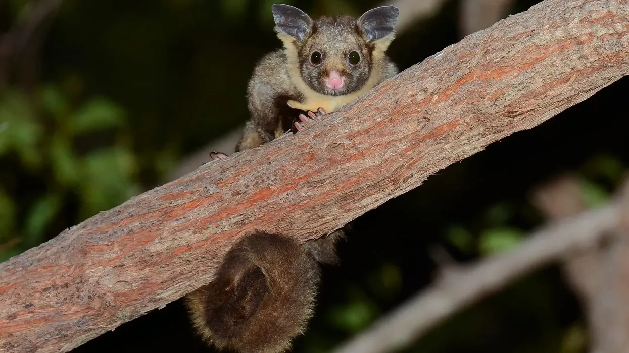 Yellow-bellied glider facts, its shriek can be heard from 1640.4 ft (500 m) away.