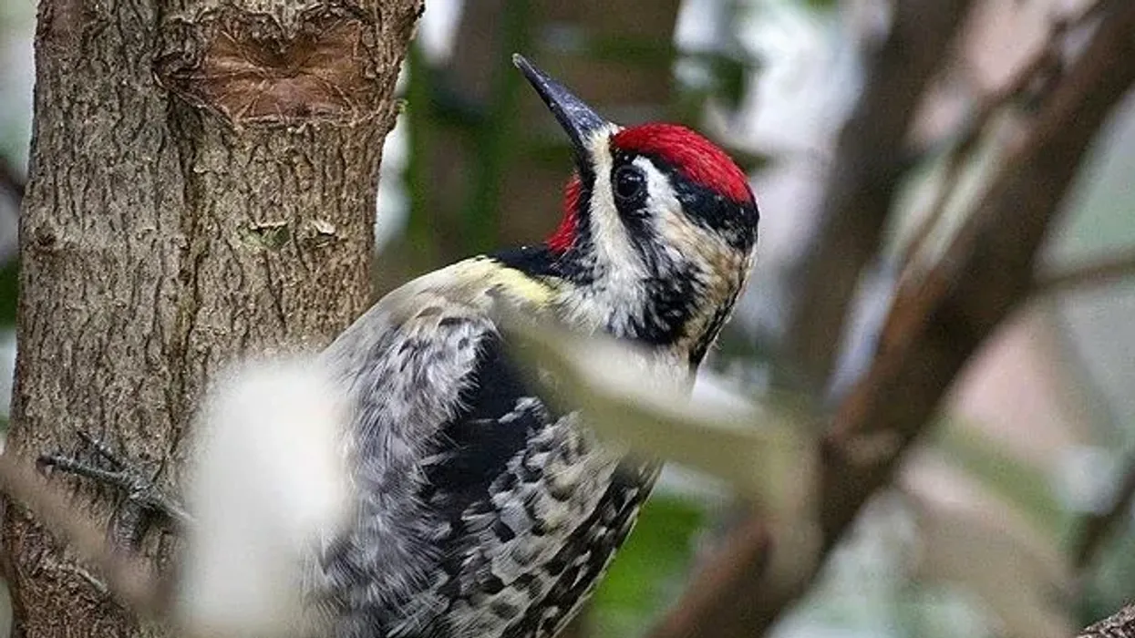 Yellow-Bellied Sapsucker Fact File