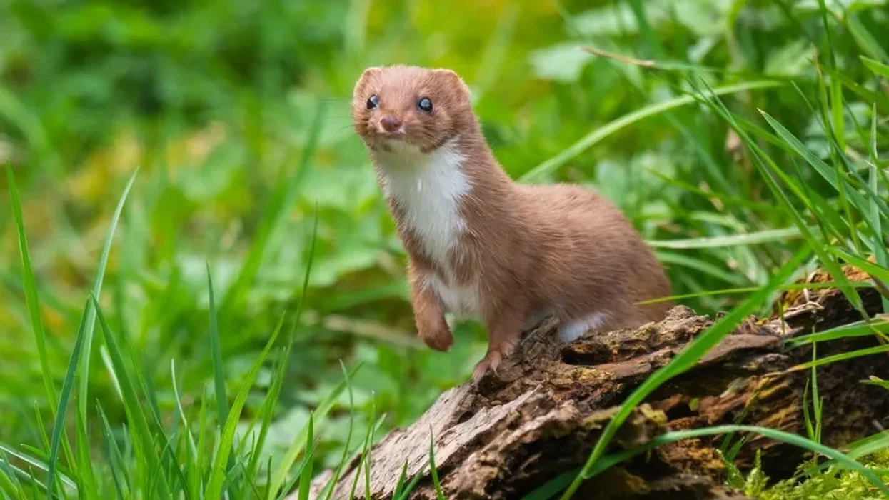 Fun Yellow-bellied Weasel Facts For Kids | Kidadl