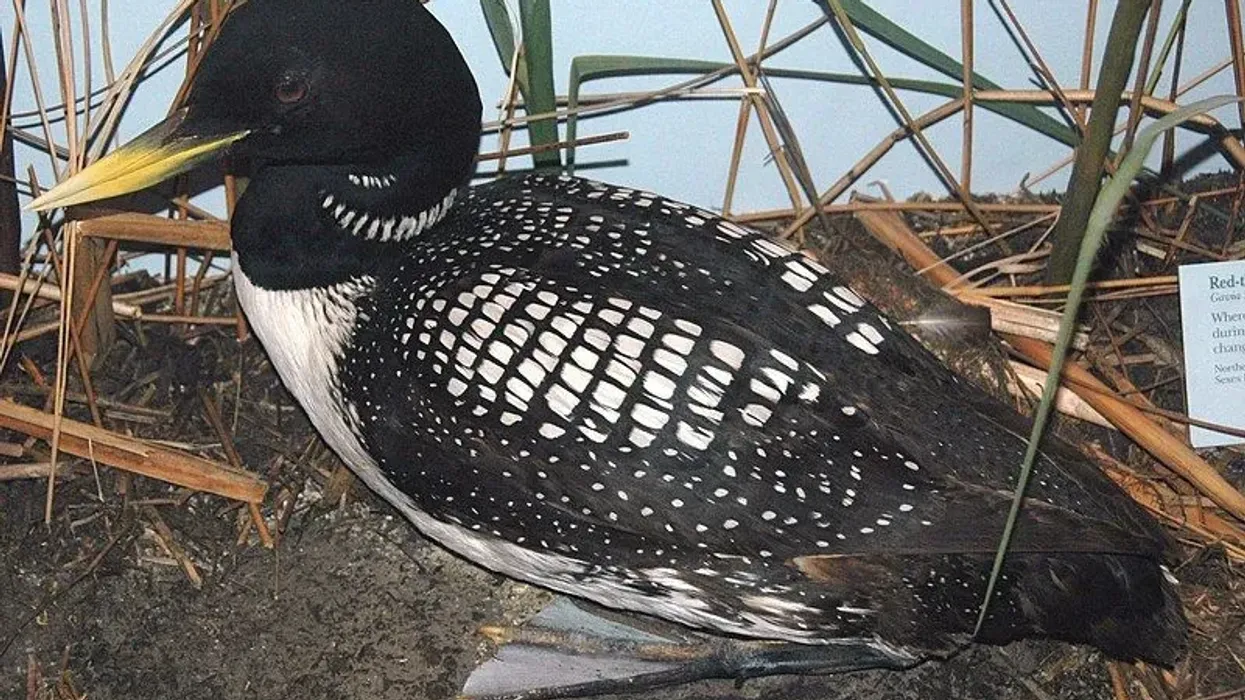 Yellow-billed loon facts, to discover an interesting avian from the loon family.