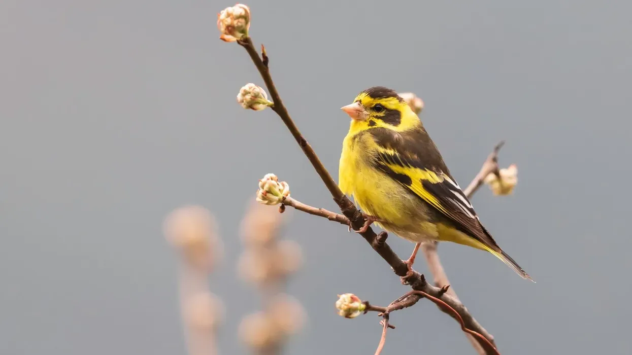 Yellow-breasted finch facts, are small and long-tailed songbirds