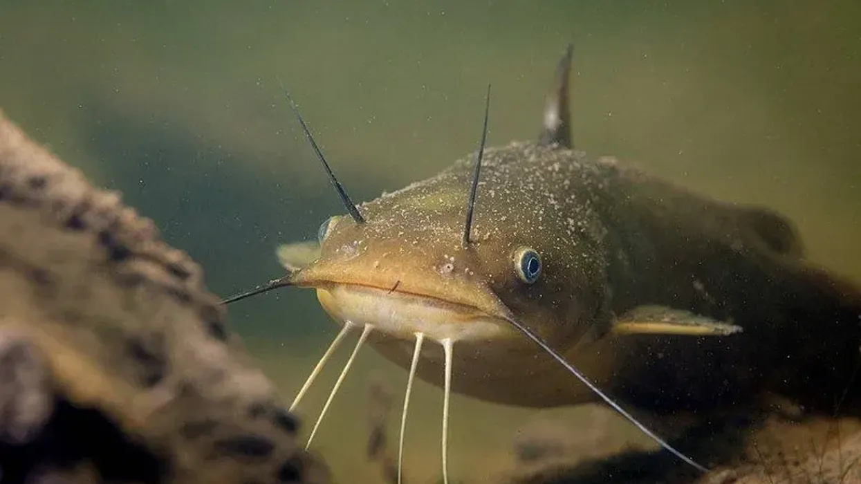 Yellow bullhead facts are very informative.