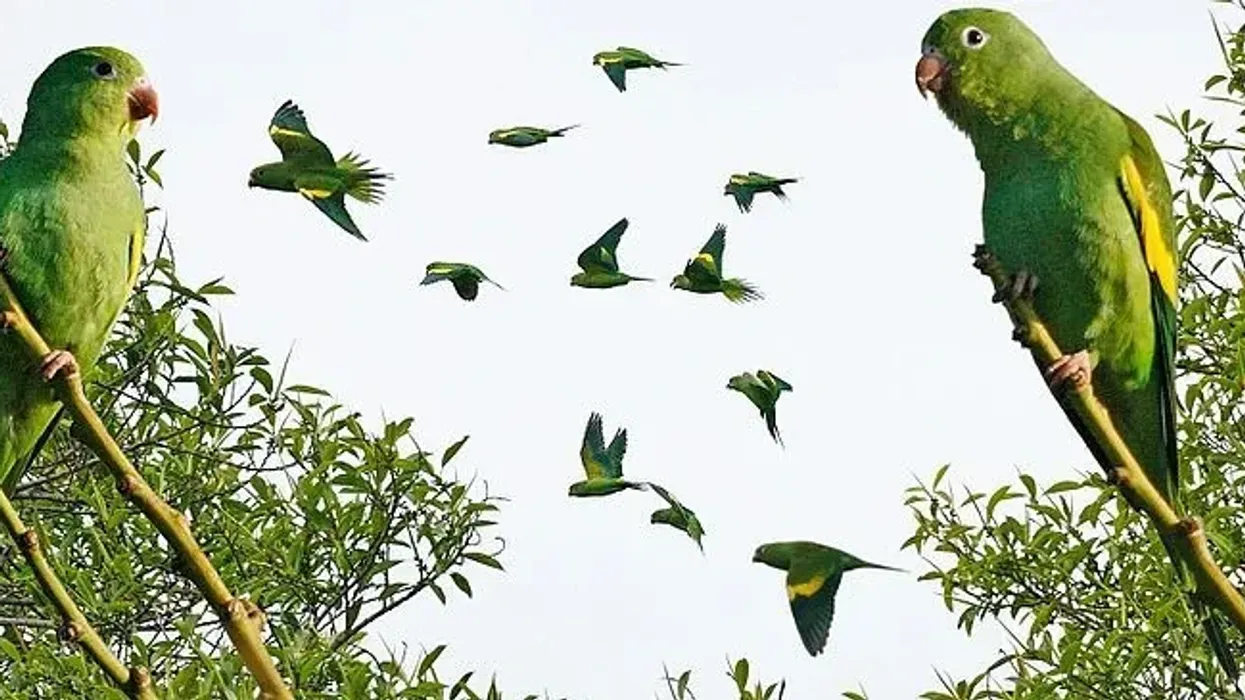 Yellow-chevroned parakeet facts, is also known as a canary winged parakeet. It is arboreal with a cute hook-shaped beak.