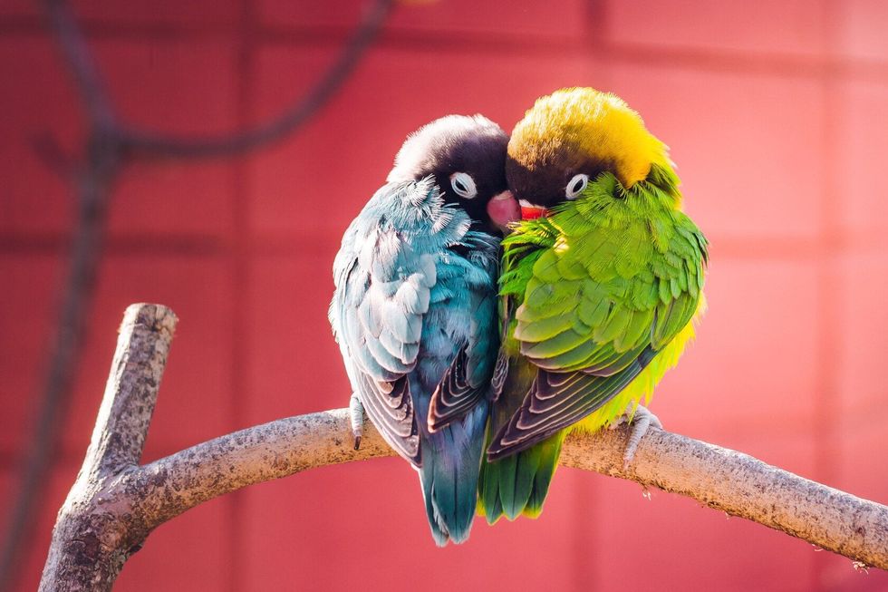 Yellow collared Lovebirds