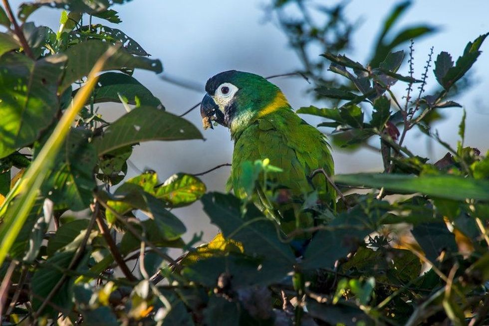Yellow-Collared Macaw on the tree