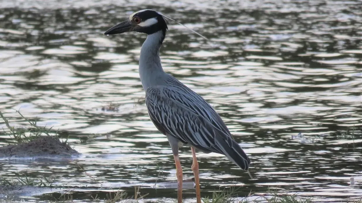 Yellow-crowned night heron facts are fun to read.