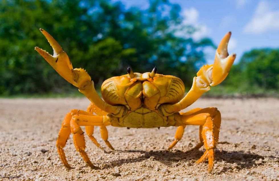 Yellow land crab. Cuba.