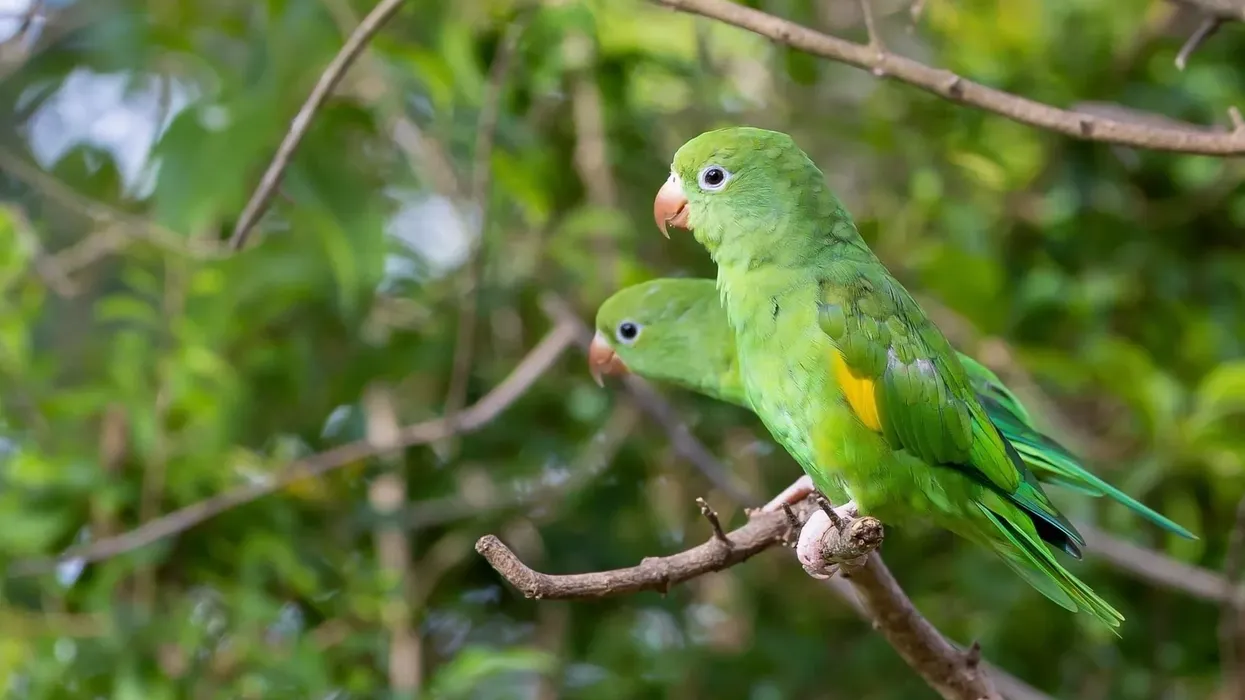 Yellow parakeet facts, like how they can be yellow and green in color, are interesting.