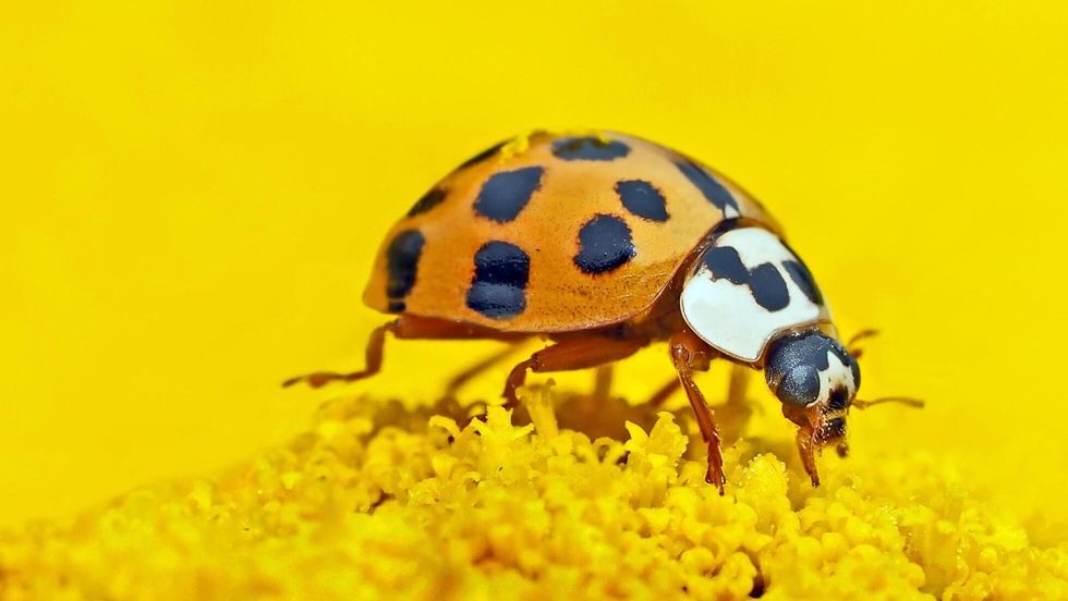 Yellow spotted ladybird on a yellow flower