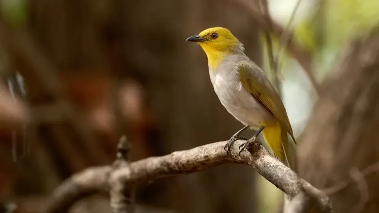 Yellow-throated bulbul facts and description are interesting!