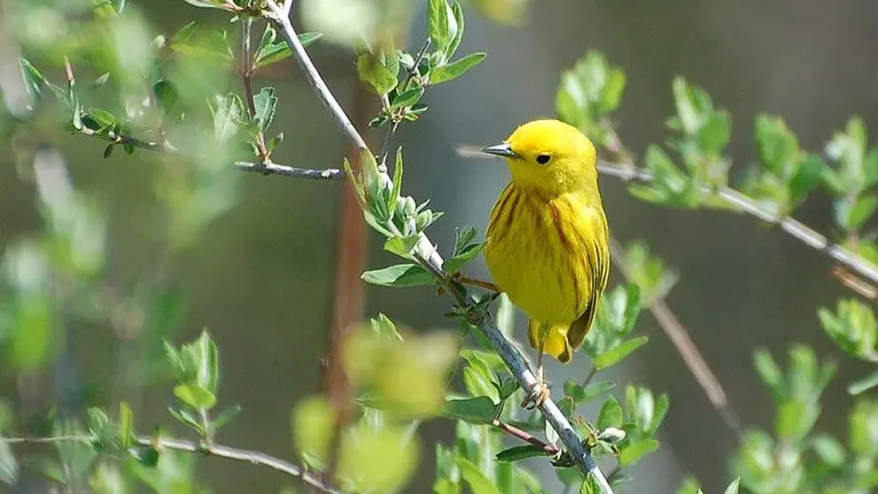 Yellow warbler facts describe their habitat and give a bird guide.