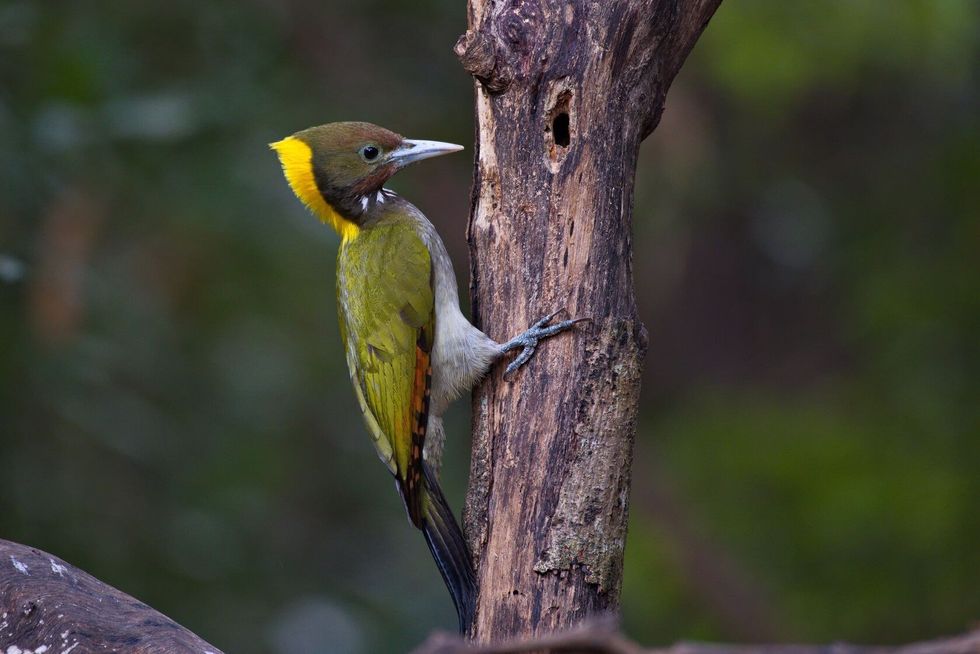 Yellownape woodpecker bird on a clean tree.