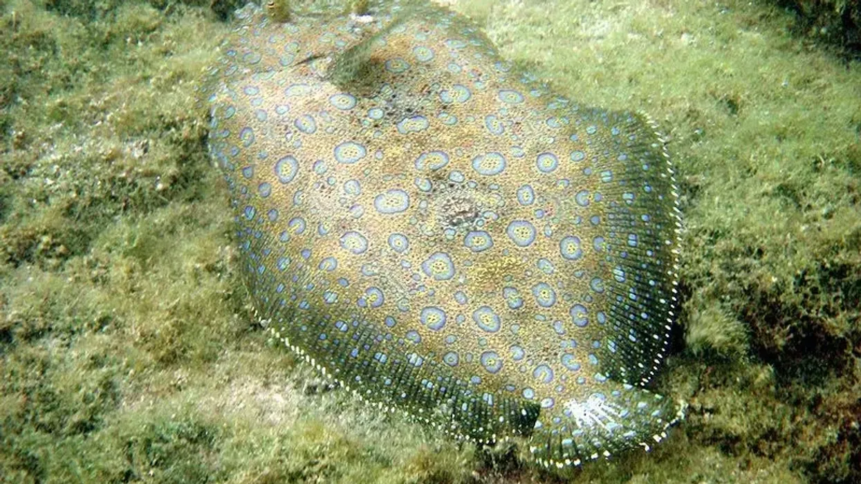 Yellowtail flounder facts about the spawning fish species found near the ocean floor.