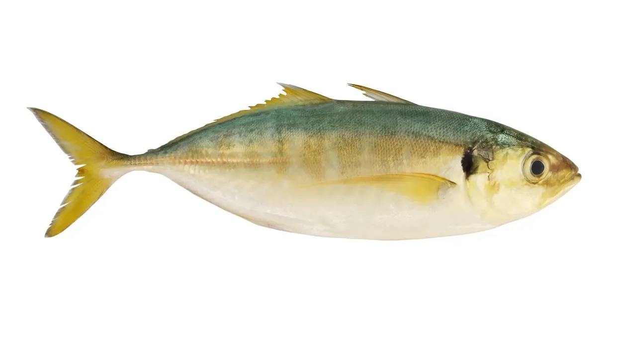 Yellowtail scad facts about the fish with yellow tail.