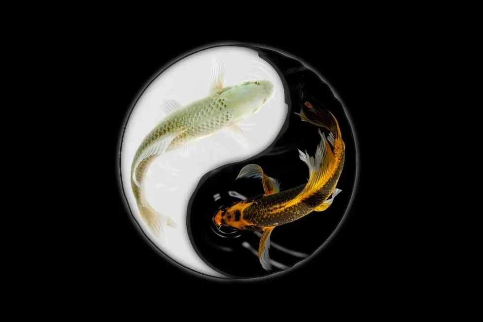 Yin and yang facts are quite interesting and at times koi fishes are associated with them.