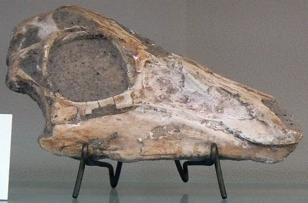 Yixianosaurus facts are great for kids.