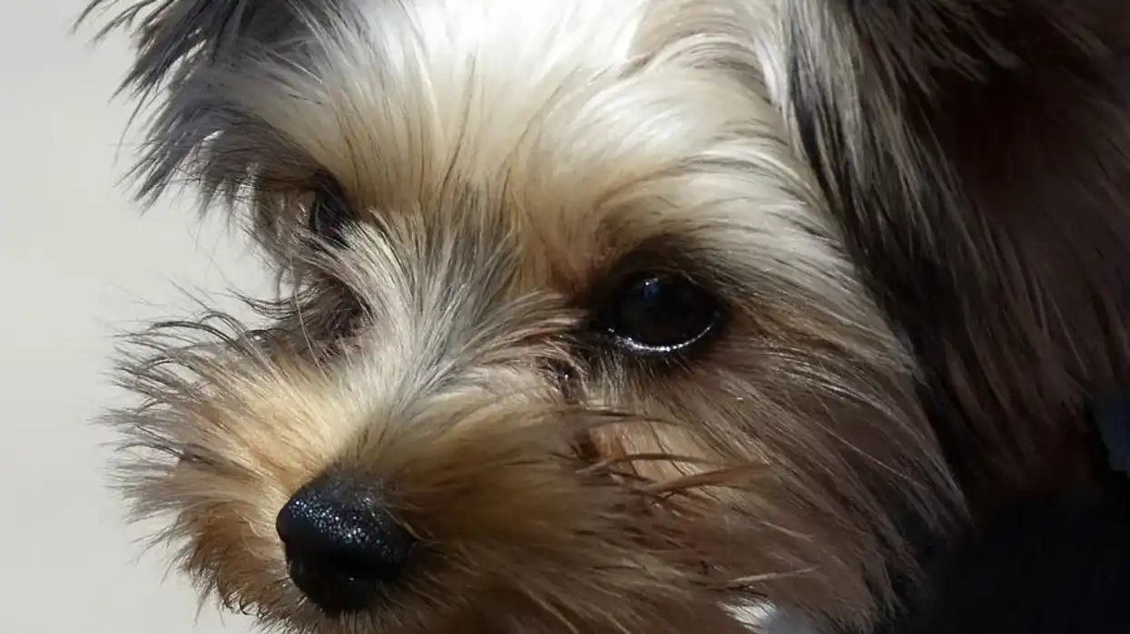 Yorkipoo facts about the popular designer dog.