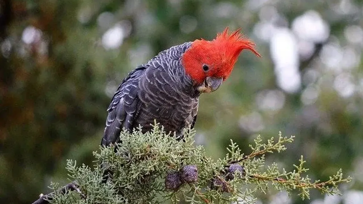 You can find amazing gang gang cockatoo facts here.