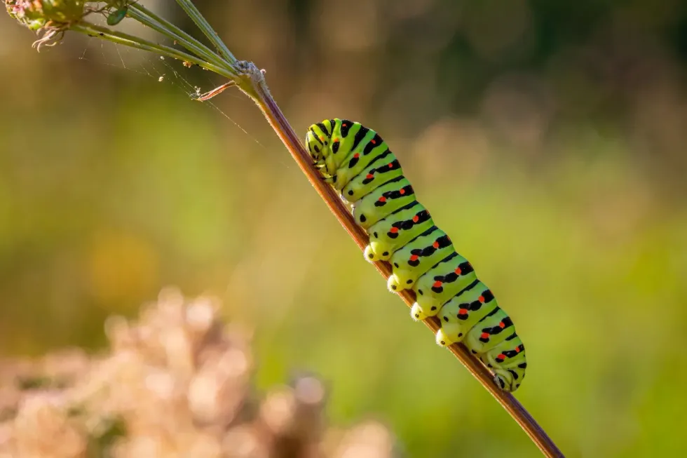 You can learn about what do caterpillars eat.