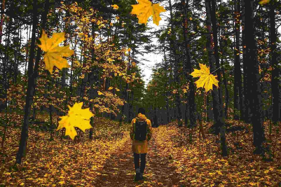 You can notice each leaf change its color as autumn approaches