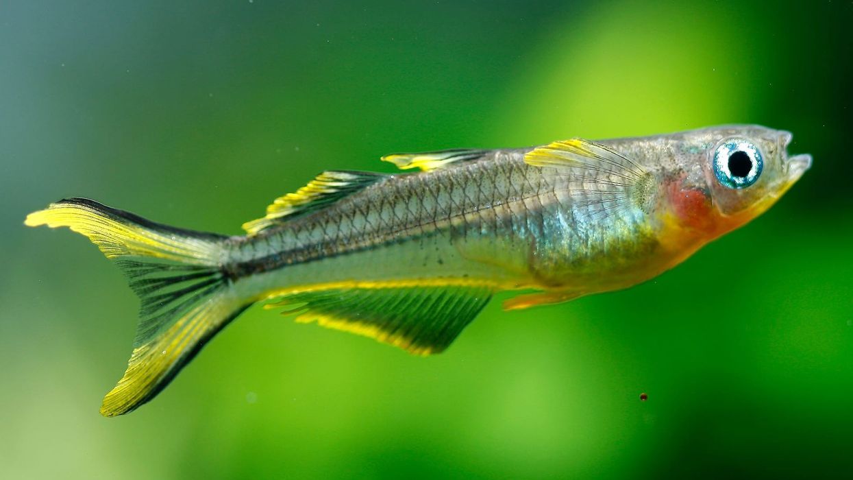 You can read all the fun forktail rainbow fish facts in this quick article! Do not miss out on learning about this wonderful species