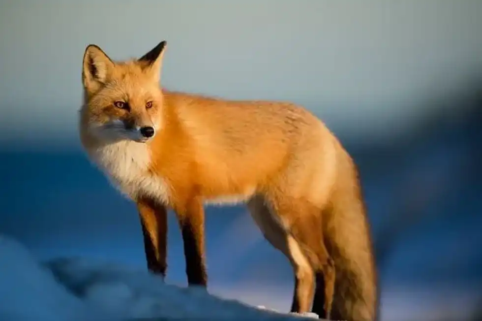 You can spot red foxes moving as a group of foxes.