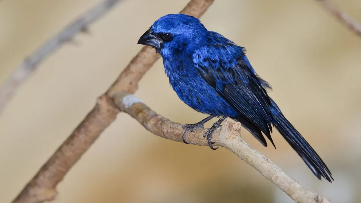 You cannot miss out on these fantastic ultramarine grosbeak facts.