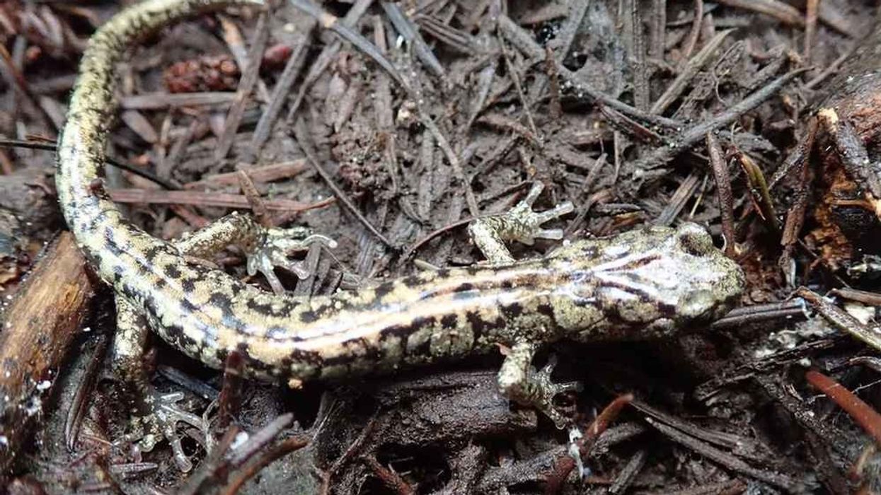 You definitely need to read these amazing wandering salamander facts!