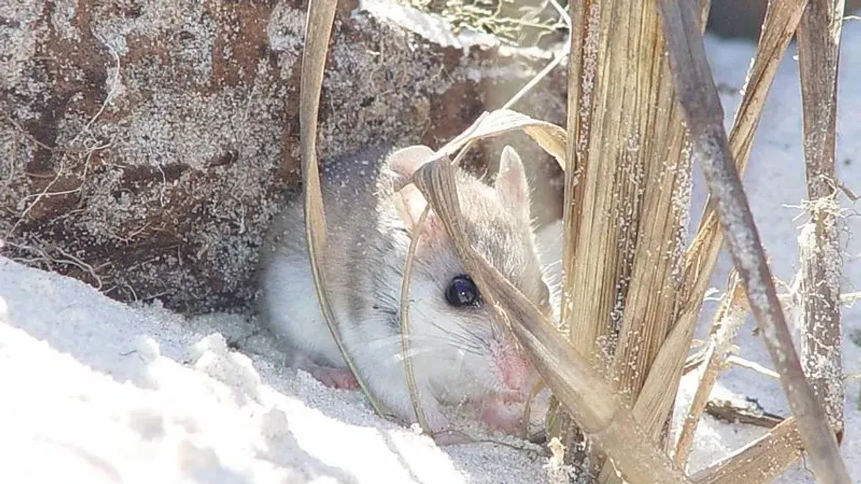 You just cannot resist these amazing Alabama beach mouse facts.