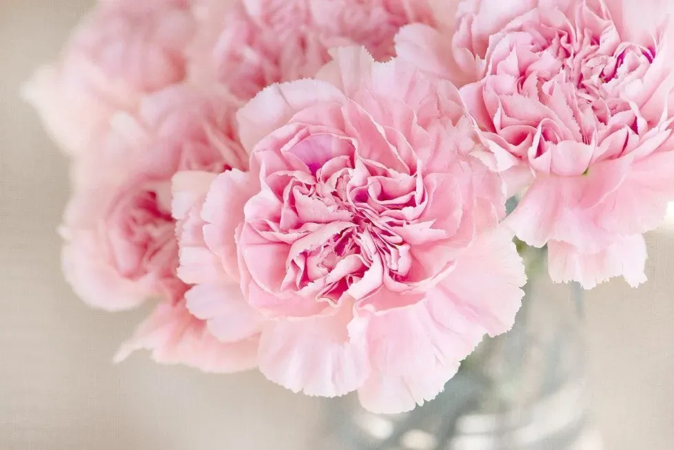 You'll be fascinated to read these interesting carnation facts. This sweetly scented, heavenly flower is givenknown as the 'Flower of Gods' due to their beauty.