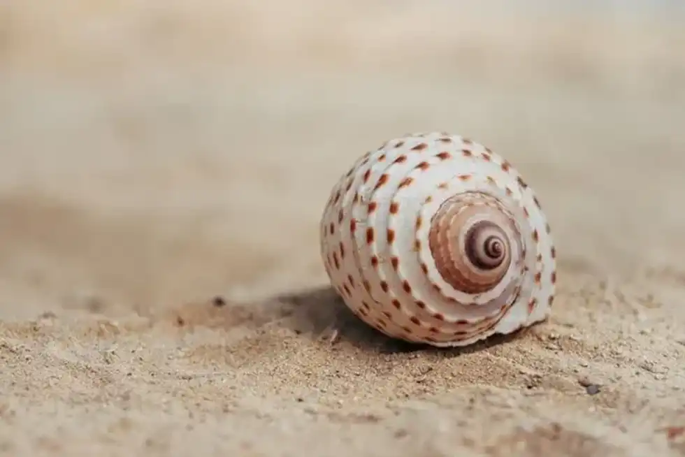 You might be familiar with seashells, but do you know their origin? Read on to learn more seashell facts.