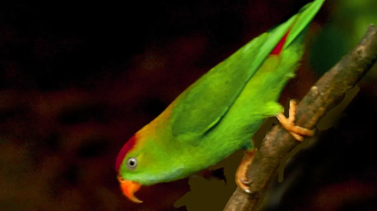 You're sure to love these blue crowned hanging parrot facts (Loriculus Galgulus)!