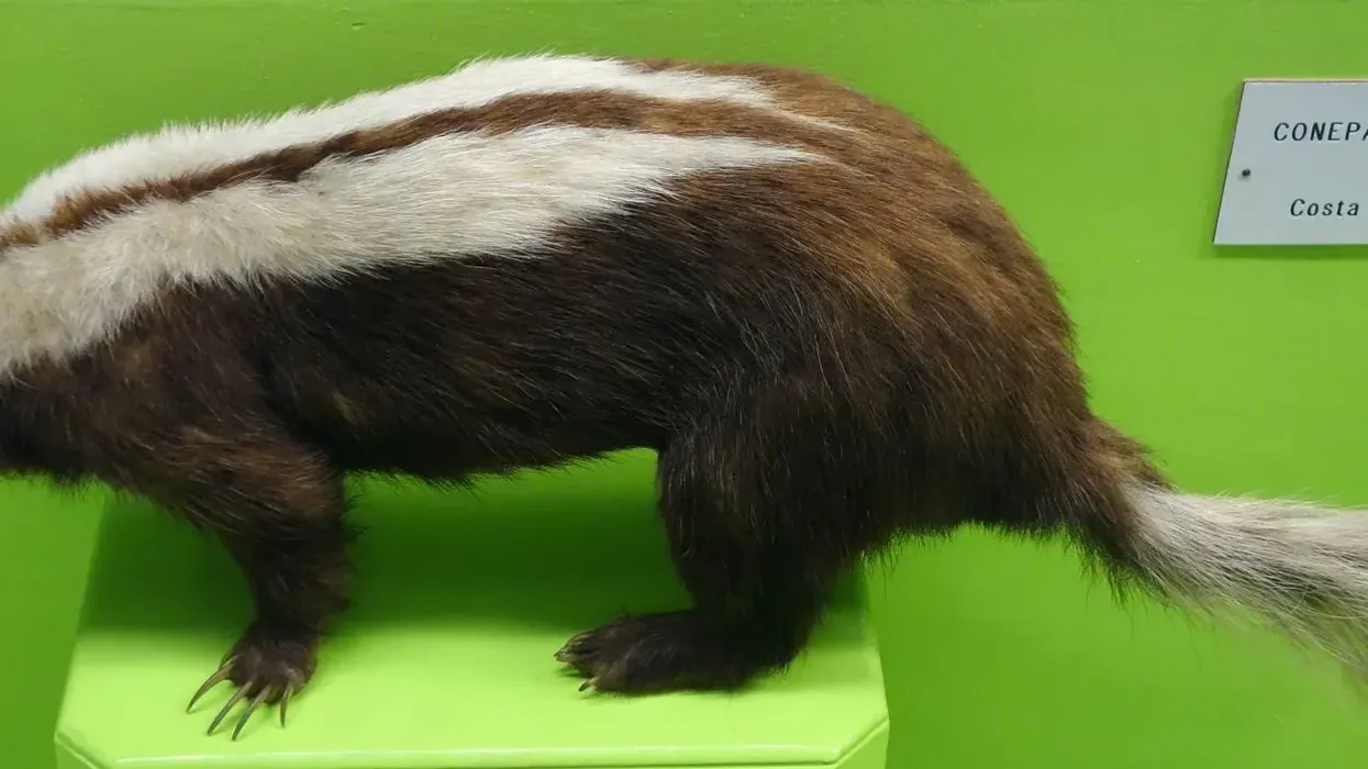 You're sure to love these striped hog-nosed skunk facts!