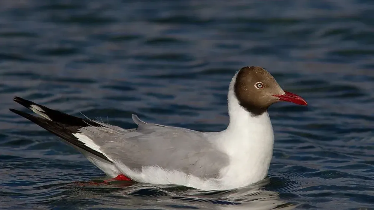 You will definitely enjoy reading these exciting facts on the brown-headed gull