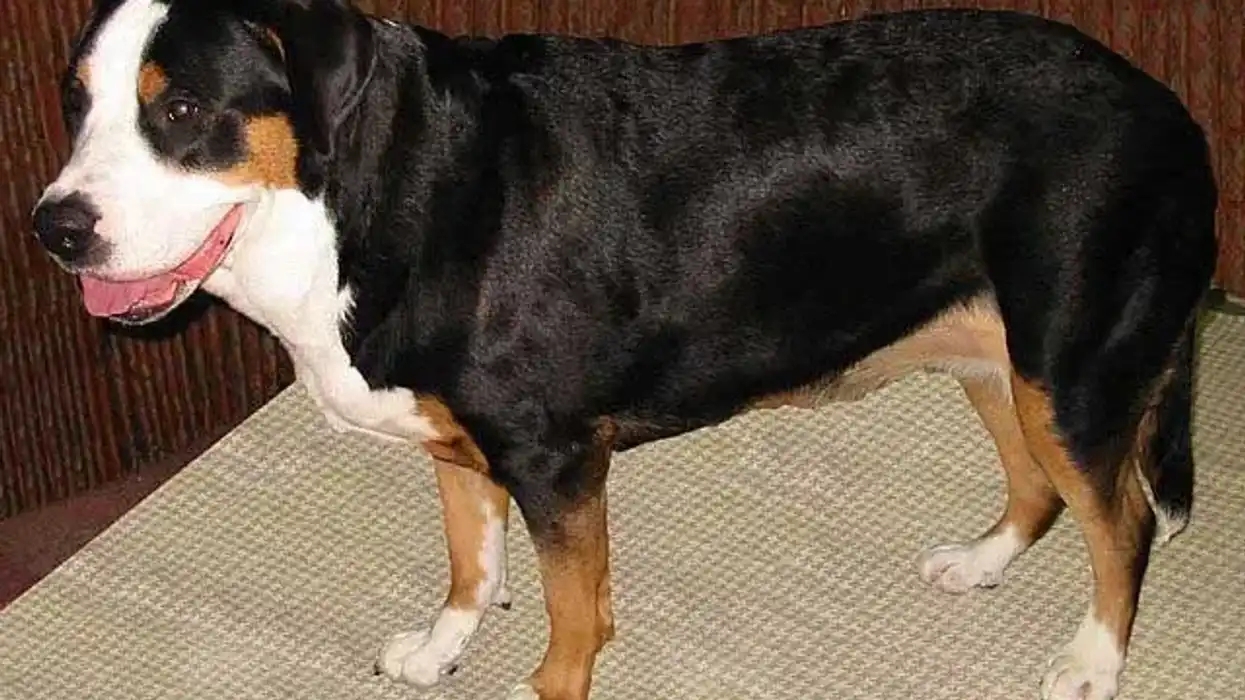 You will find these Swiss Bernese mountain dog facts amusing