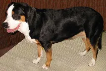You will find these Swiss Bernese mountain dog facts amusing